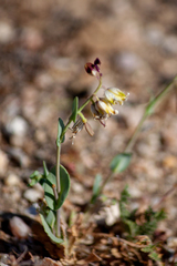 Caulanthus californicus