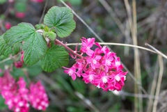 Ribes sanguineum