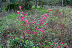 Ribes sanguineum