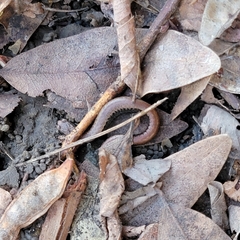 Batrachoseps attenuatus