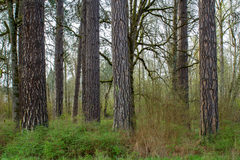 Pinus ponderosa