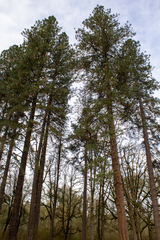 Pinus ponderosa