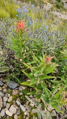 Siphocampylus tupaeformis