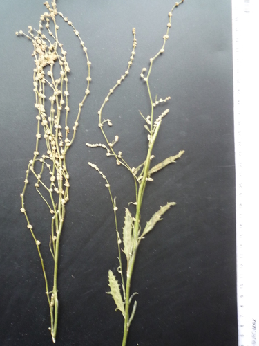 Atriplex patens iNat (2)