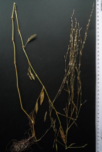 Bellard's smartweed (Polygonum patulum)