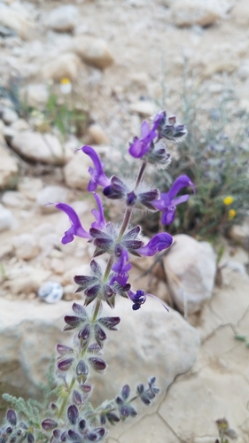 Image of Salvia lanigera by (c) Mitch Van Dyke, some rights reserved (CC BY)
