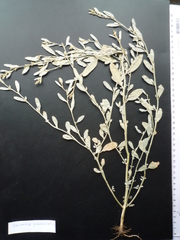 Atriplex pedunculata