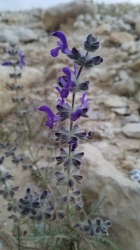 Image of Salvia lanigera by (c) Mitch Van Dyke, some rights reserved (CC BY)