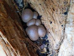 Reticularia splendens