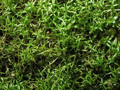 Callitriche brutia