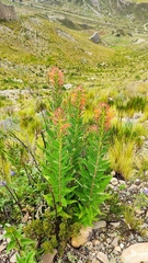 Siphocampylus tupaeformis