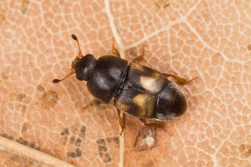 Carpophilus hemipterus (Linnaeus, 1758)