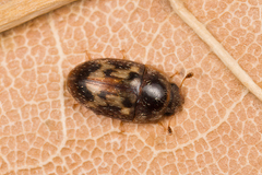 Cryptarcha undata