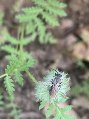 Andrena
