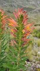 Siphocampylus tupaeformis