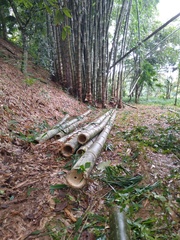 Dendrocalamus giganteus