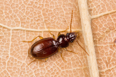 Epaphius secalis