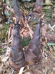 Dendrocalamus giganteus