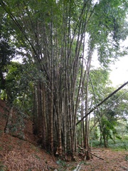 Dendrocalamus giganteus