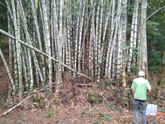 Dendrocalamus giganteus