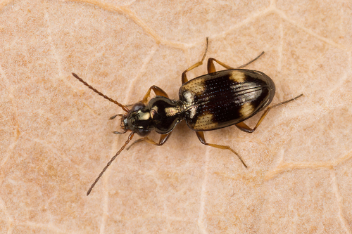 Garden Bembidion Beetle