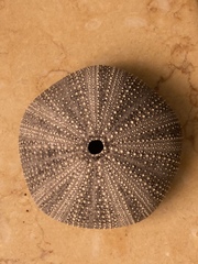 Tripneustes ventricosus