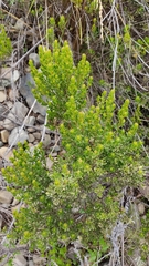 Baccharis linearifolia