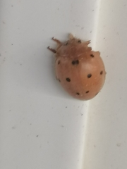 Henosepilachna argus