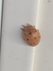 Henosepilachna argus