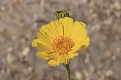 Geraea