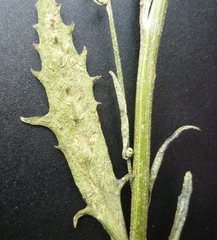 Atriplex patens