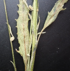 Atriplex patens