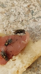 Diptera