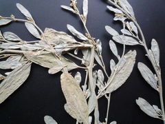 Atriplex pedunculata