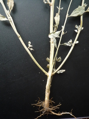 Atriplex pedunculata