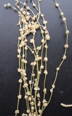 Atriplex patens