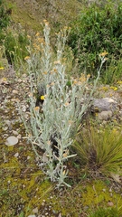 Achyrocline saturejoides