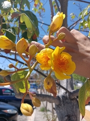 Cochlospermum vitifolium