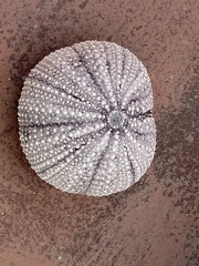 Tripneustes ventricosus