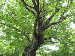 Carpinus japonica