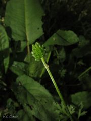 Ranunculus trilobus