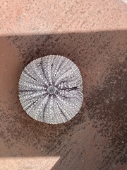 Tripneustes ventricosus