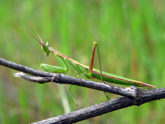 Apteromantis aptera