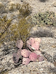 Opuntia azurea