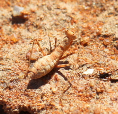 Ligariella