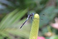 Dasythemis