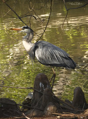 Ardea cinerea