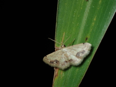 Idaea chotaria