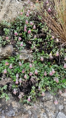 Culcitium pflanzii
