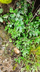 Culcitium pflanzii